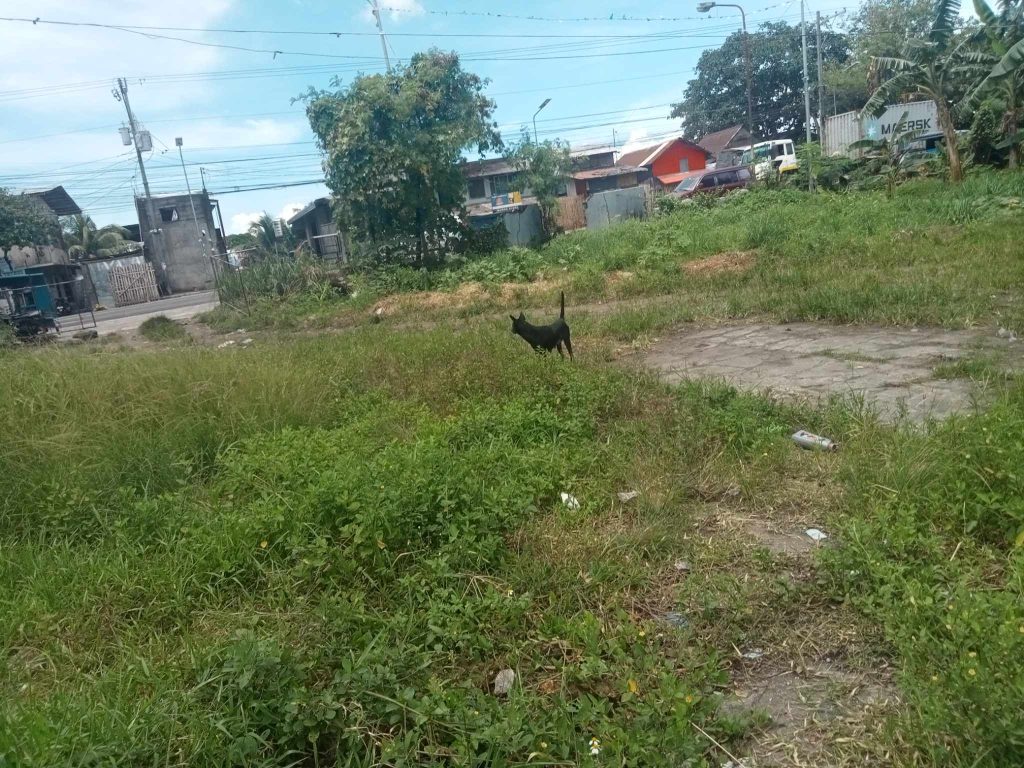 Lot for Lease in Bacolod City